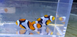 Onyx Percula clown pair