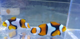 Onyx Percula clown pair