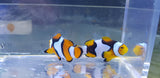 Onyx Percula clown pair