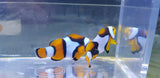 Onyx Percula clown pair