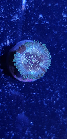 Hawaiian Galaxy