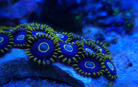 Blue Hornets
