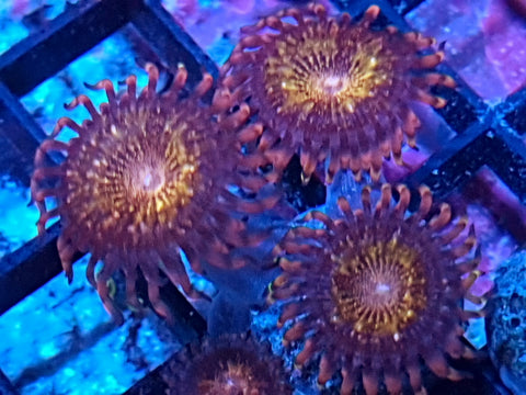 Pandora