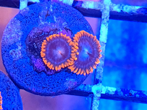 Fire and Ice