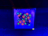 Tuyen 'Paul' Tran original Shadow Box painting- Darwin Clowns and zoas