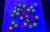 Tuyen 'Paul' Tran original Shadow Box painting- Lightning Maroons and zoas