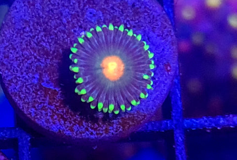 Laser Lemons