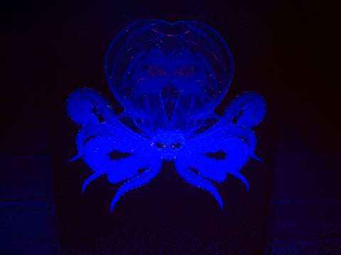 Baby octopus 3. Photo on canvas with fluorescent highlights