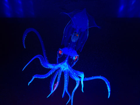 Baby Squid.  Photo on canvas with fluorescent highlights