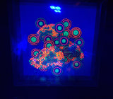 Rics and zoas-  Tuyen 'Paul' Tran original Shadow Box painting