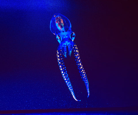 Baby octopus.  Photo on canvas with fluorescent highlights