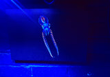 Baby octopus.  Photo on canvas with fluorescent highlights