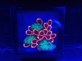 Rics and nems -  Tuyen 'Paul' Tran original Shadow Box painting