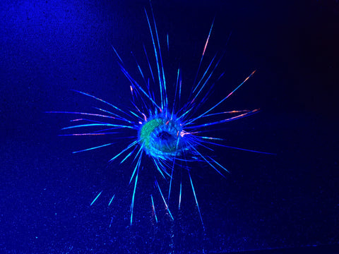 Bristleworm Larvae. Photo on canvas with fluorescent highlights