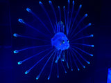 Lionfish Larvae. Photo on canvas with fluorescent highlights