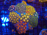 Zoa Garden- WYSIWYG