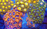 Zoa Garden- WYSIWYG