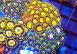 Zoa Garden- WYSIWYG