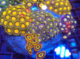 Zoa Garden- WYSIWYG