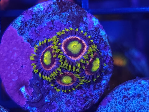 Crayola
