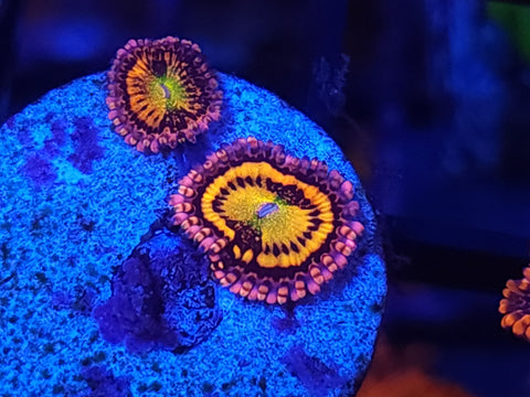 Alien Antivenom