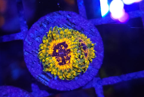 Adonis - 2 polyps WYSIWYG