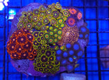 Zoa Garden- WYSIWYG