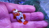 Lightning / gold nugget maroon clown pair