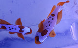 Lightning / gold nugget maroon clown pair