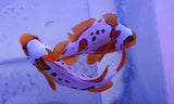 Lightning / gold nugget maroon clown pair