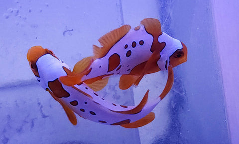 Lightning / gold nugget maroon clown pair