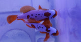 Lightning / gold nugget maroon clown pair