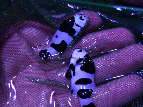 Black Storm Clown Pair
