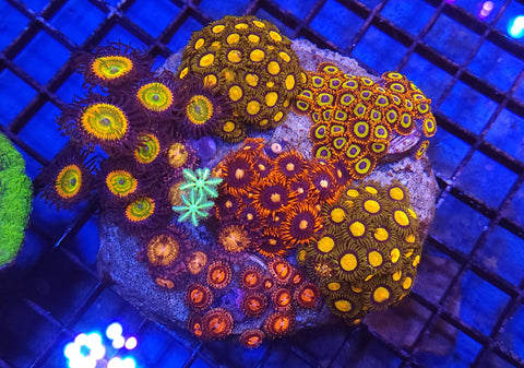 Zoa garden