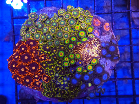 Zoa garden