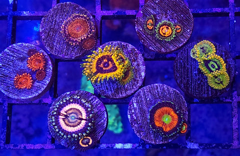 High End Zoa Frag Pack