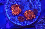 High End Zoa Frag Pack