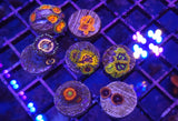High End Zoa Frag Pack