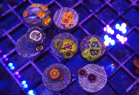 High End Zoa Frag Pack