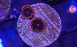 High End Zoa Frag Pack