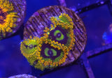 High End Zoa Frag Pack