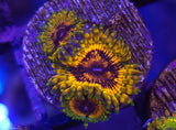 High End Zoa Frag Pack