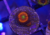 High End Zoa Frag Pack