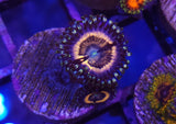 High End Zoa Frag Pack