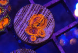 High End Zoa Frag Pack