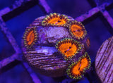 High End Zoa Frag Pack