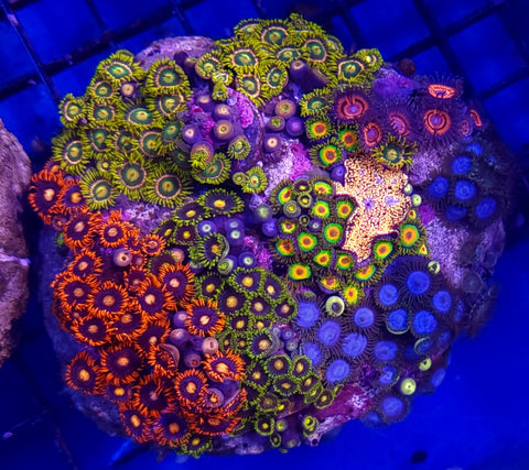 Zoa garden