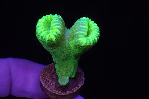 Kryptonite Candy Cane Frag