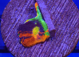 Rainbow Chalice frag