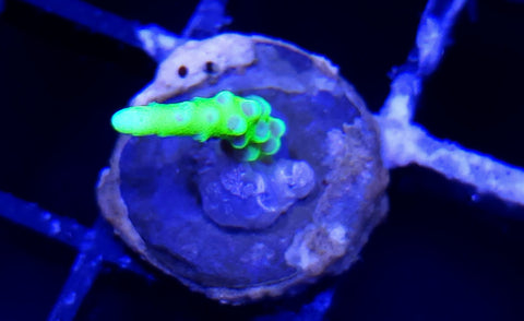 Green Goblin Frag